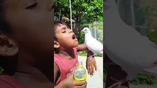 Pigeon Birds 😍2024 birds youtube birdslover [upl. by Jorrie]