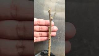 Easy And Simple Tree Grafting Technique  Fruit tree grafting shorts youtubeshorts treegrafting [upl. by Yznel543]