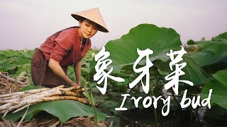 蔬菜中的珍品，形似象牙的草芽，你们有吃过吗？【滇西小哥】 [upl. by Brecher]