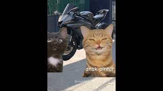 Abang cat kucinggemoy catmeme meme kucing catphoto catpicture catlover [upl. by Yroc]