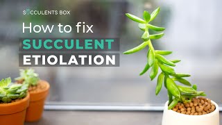 BEGINNER TIPS HOW TO FIX SUCCULENT ETIOLATION  WHY SUCCULENT IS LEGGY OR STRETCHED [upl. by Lerrehs5]