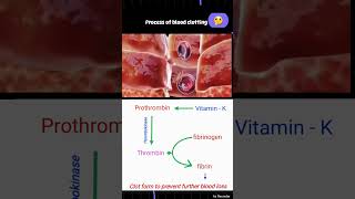 Process of Blood clotting  Blood clotting gurudham shorts [upl. by Yssim]