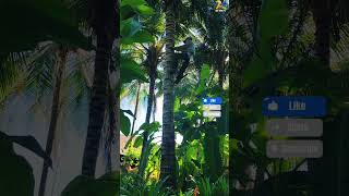 Climb coconuts to harvest fruit 🥥🥥🥥🥥Climbcoconutstoharvestfruitboykingtv coconut [upl. by Ahsinrev]