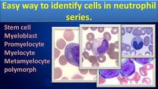 Easy way to identify cells in Neutrophil seriesClear overview [upl. by Vanderhoek]