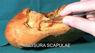 Incisura scapulae incisura spinoglenoidalis HD [upl. by Dachia959]