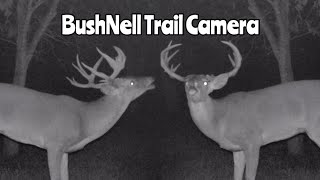 BushNell Trail Camera Video Nov 814 2023 [upl. by Ahtibat]