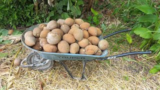 Cosecha de Zapotes en la huerta en el campo [upl. by Mullac]