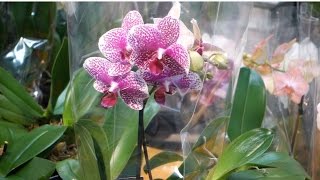 Phalaenopsis Orchids Watering Lighting and Fertilizing [upl. by Routh186]