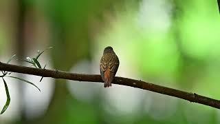 Ferruginous Flycatcher wintering in Singapore 🇸🇬 [upl. by Kampmann]