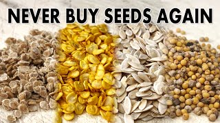 The TRICK To Saving Seeds For Next Year  Cucumber Tomato amp Pepper Seed Harvest [upl. by Ahsiela]