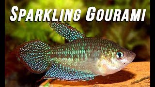 Species Spotlight  Sparkling Gourami [upl. by Hamnet438]