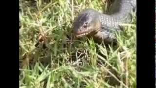 Rattlesnake eaten by Blue Indigowmv [upl. by Tnayrb]