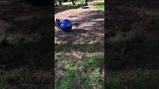 Cattle dog herding new jolly mega ball 30” [upl. by Kahl]