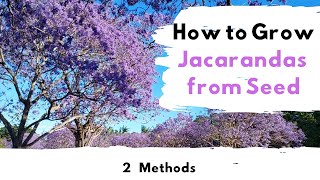 How to Grow Jacaranda Trees From Seed  2 Methods [upl. by Aifoz751]