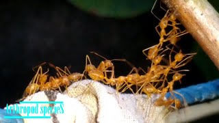 Insect Species  Asian Weaver ants  The bridge [upl. by Ainesy972]