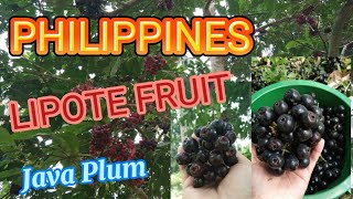 freefruit lipotefruit Know and Discover Philippines Lipote Fruit [upl. by Eiramesor327]