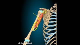 anatomy of upper limb  coracobrachialis ms [upl. by Lodovico801]