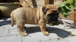 Bullmastiff puppies 5 weeks old [upl. by Ranice]