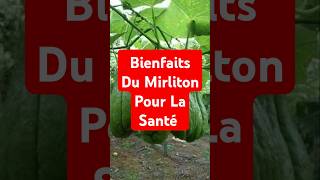 Bienfaits Du Mirliton Pour La Santé [upl. by Juanita]