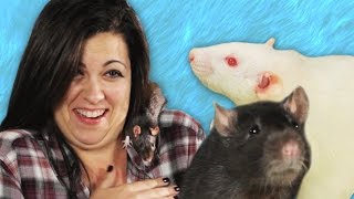 People Play With Rats For The First Time [upl. by Rudd]