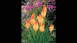 Odcinek 145 Trytoma groniasta Kniphofia uvaria [upl. by Eltsyrhc]