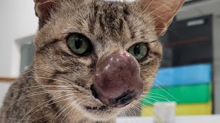 Removing A Big Bot Fly Maggot From Cats Nose 3 [upl. by Raddy]