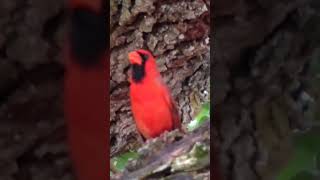 Red Cardinal singing to alert females he is ready for courtshipflorida natureangelsbirds [upl. by Horgan409]