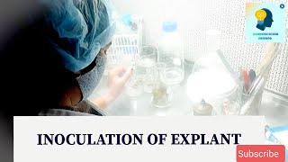 Inoculation Of ExplantBiotechnologyTissue CultureAgriculture [upl. by Miles]