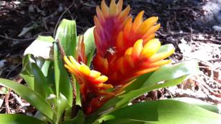 Bromeliad  Vriesea splendens  Flaming Sword  Top 10 Bromeliads HD 21 [upl. by Teodoor]