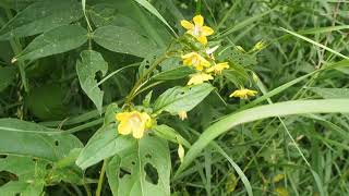 Fringed Loosestrife [upl. by Kcirted301]