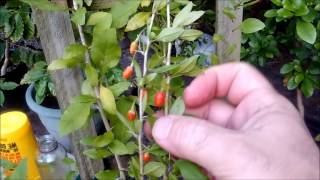 How to grow Goji Berries or Wolfberries from seeds and cuttings [upl. by Colwen]