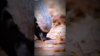 Meet the HoneyBadger HoneyBadger WildlifeFacts FearlessAnimals NatureLovers [upl. by Quentin]