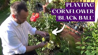 Planting Cornflower Black Ball  Adding Annuals to the Narrow Border  Planting Design Tips [upl. by Shoifet682]