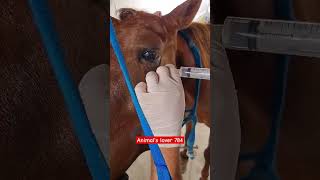 Horse maxillary nerve block 🐎 veternary animallover veternarian animalrightsactivist horse [upl. by Enerak650]