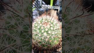 Mammillaria Beneckei on november 2024 cactus cactaceae cactusmania [upl. by Swetiana]