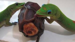 Geckos licking their date [upl. by Jews]