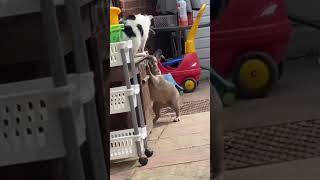 Cat VS Dog FIGHTING cat dogs pets animals dog [upl. by Carissa]