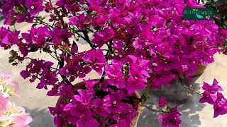 Bougainvillea Spectabilis a wild Bougainvillea Variety [upl. by Navy417]