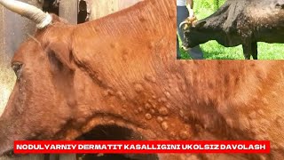 NODULYARNIY DERMATIT KASALLIGINI UKOLSIZ DAVOLASH VA BOSHQA 90 KASALLIKLARGA DAVO QOʻSHIMCHA OZUQA [upl. by Arfihs]