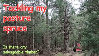 Harvesting Pasture Spruce Part 1 [upl. by Anyala367]