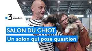 Mulhouse  la Ville dénonce lorganisation dun salon du chiot [upl. by Jamison]