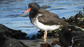 Ostrero Haematopus palliatus x ater híbrido [upl. by Cilka984]