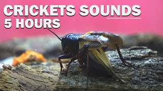 Cricket Chirping Sounds  HQ Audio  Gryllus Stridulation [upl. by Nwahsyt198]