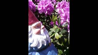 Travelocity Gnome inspects the rhododendron in the garden [upl. by Currier]