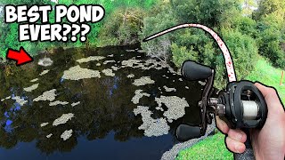 Bass Fishing the MOST FAMOUS POND ON THE INTERNET EPIC POND BASS FISHING [upl. by Chiquita919]