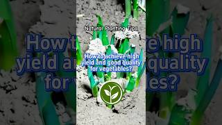 How to achieve high yield and good quality for vegetables shortvideo garden youtubeshorts video [upl. by Webber922]