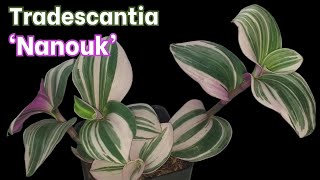 Tradescantia Nanouk Introduction and Growing Tips [upl. by Niltak958]