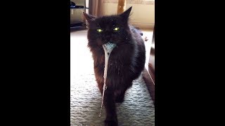 Scared owner trapped in house by possessed cat [upl. by Menis]