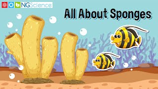 All About Sponges [upl. by Sana]