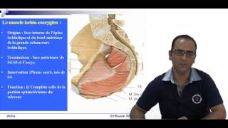 Anatomie Chirurgicale du périnée [upl. by Howell]